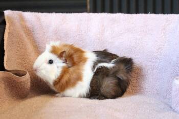 Rescue Guinea Pig Guinea Pigs for Adoption in Chestertown, Maryland - Dark Chocolate | PetCurious